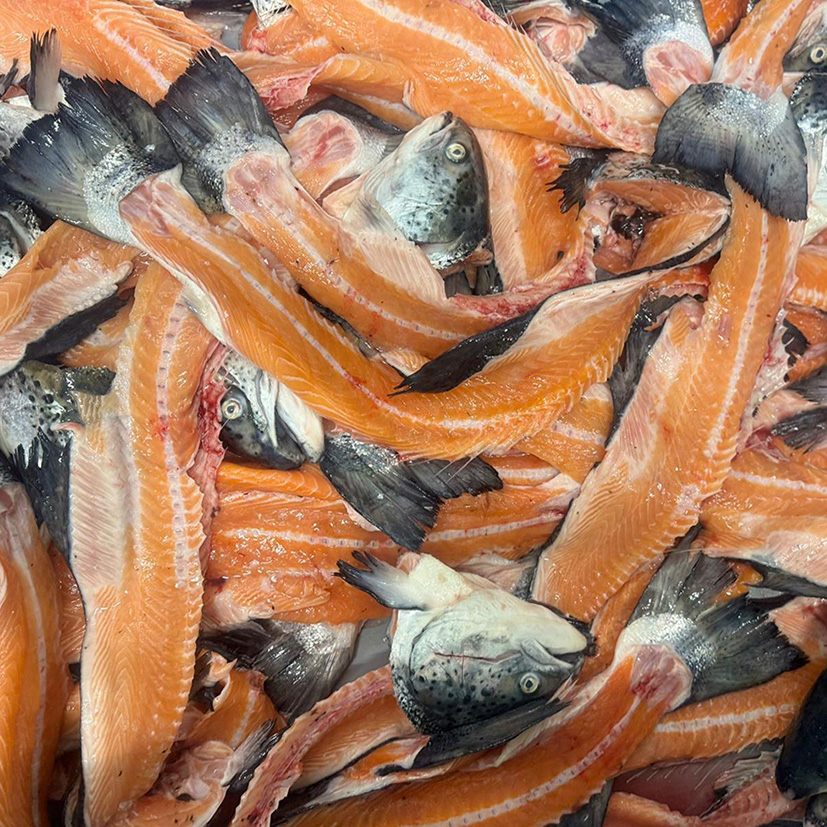 FISCHVERSCHNITT UND SKELETT