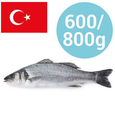 WOLFSBARSCH TÜRKEI 600-800g GEZÜCHTET