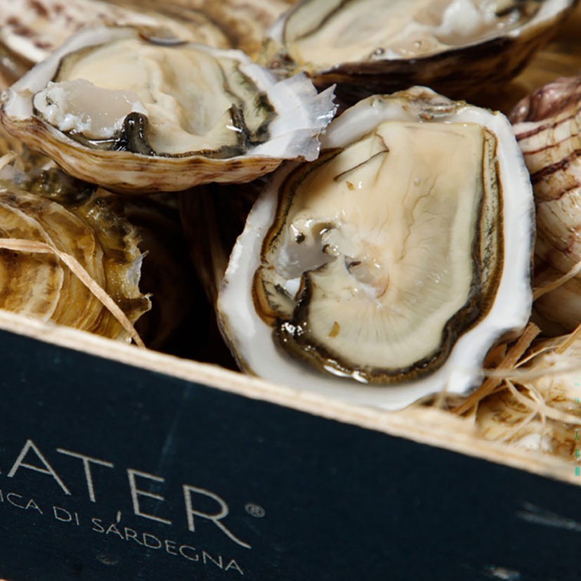 OSTRICA CONCAVA MATER N.3  2kg