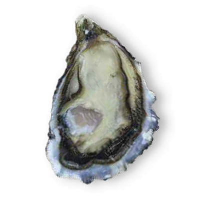 AUSTERN CONCAVA PLEIADE POGET N.3 - 1x2,25kg