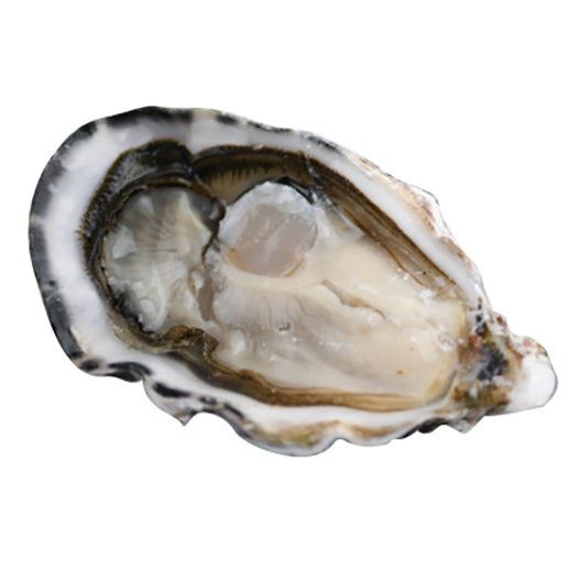 AUSTERN KONCAV PASCAL HAMEL N.3 - 1X3kg