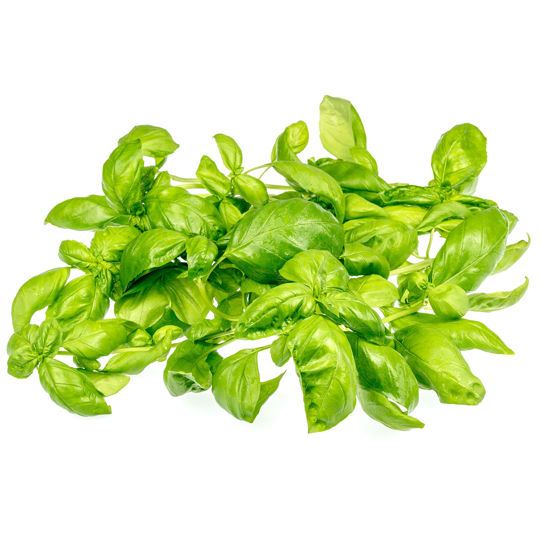 SOLOS BASILICO FOGLIE E GAMBI 500g AQUAPONIC