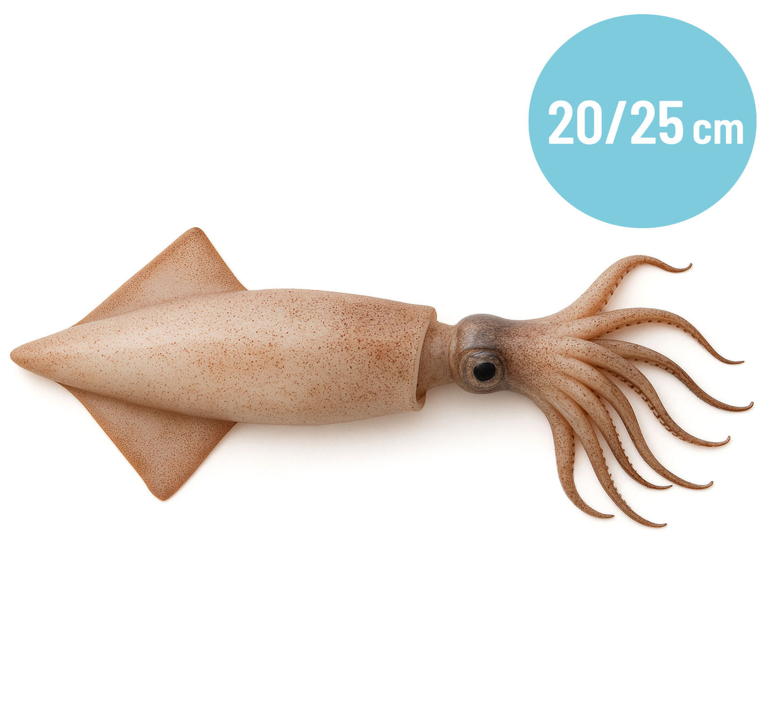 CALAMARI P 20/25cm MAROCCO CONG.