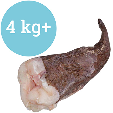 CODA PESCATRICE 4kg+ DK/GB/FR