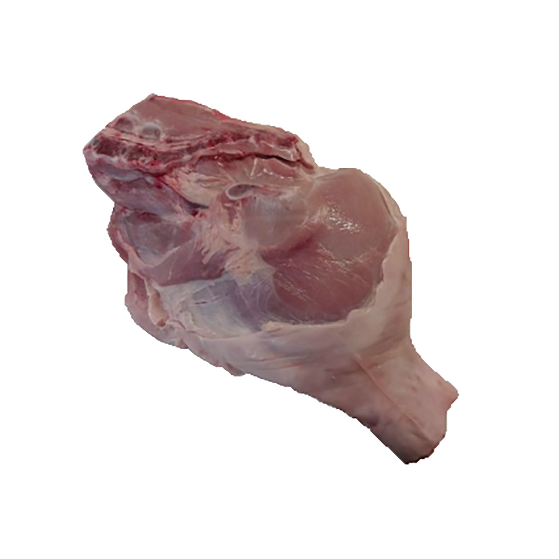 MAIALINO COSCIA SENZA STINCO CONG. 'CONCHILLO'