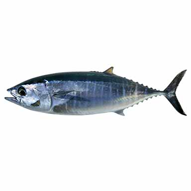THUNFISCH (TONNETTO) 8-12kg