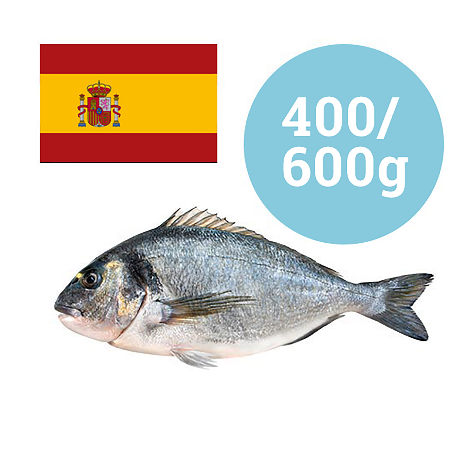 GOLDBRASSE SPANIEN 400-600g GEZÜCHTET