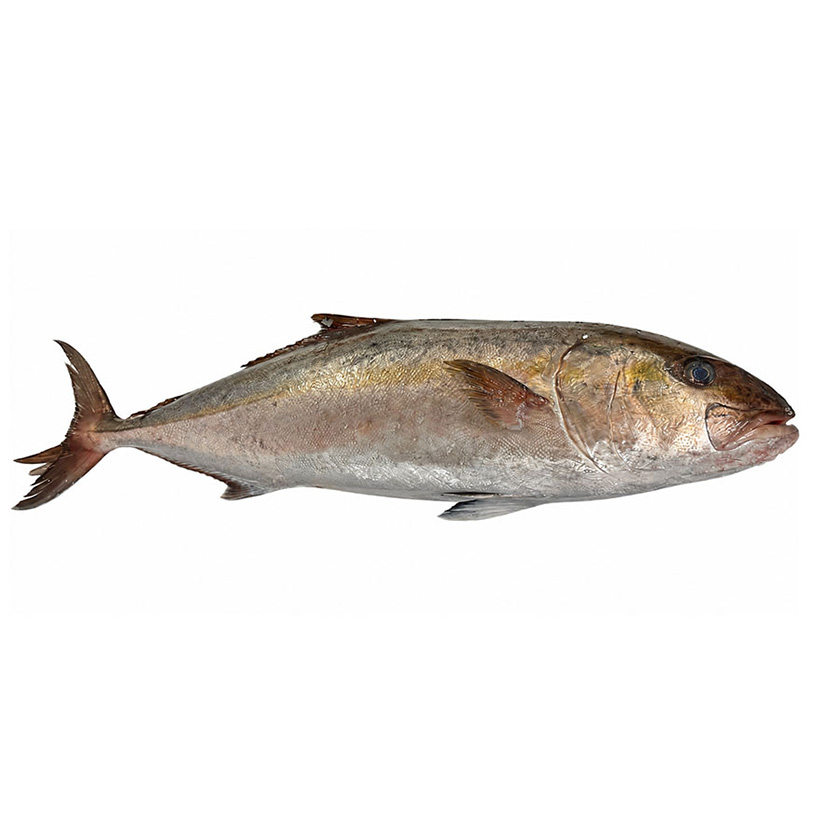 BERNSTEINFISCH 10-20 kg WILDFANG