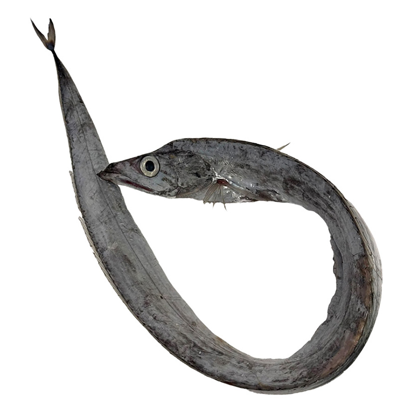 DEGENFISCH 800-1500g -Ausgenommen-