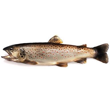 TROTA IRIDEA SALMONATA DI MARE 1-2Kg