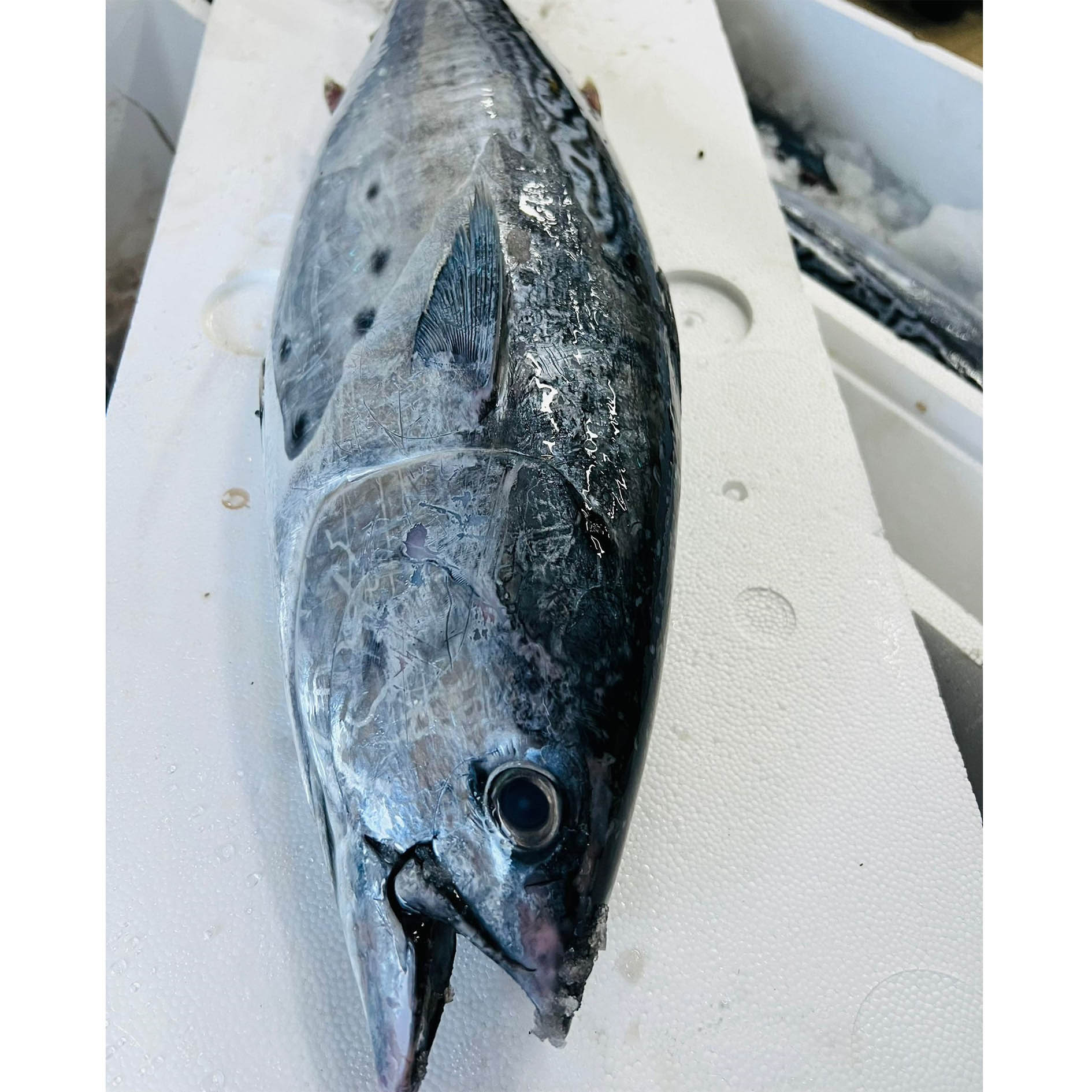 THUNFISCH GANZ ALLETTERATO10-15Kg