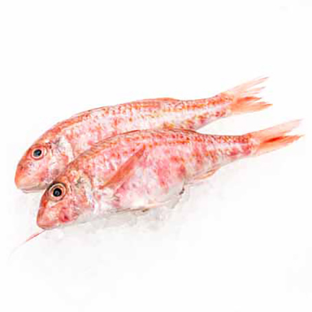 MEERBARBE ATLANTISCHE 200g+