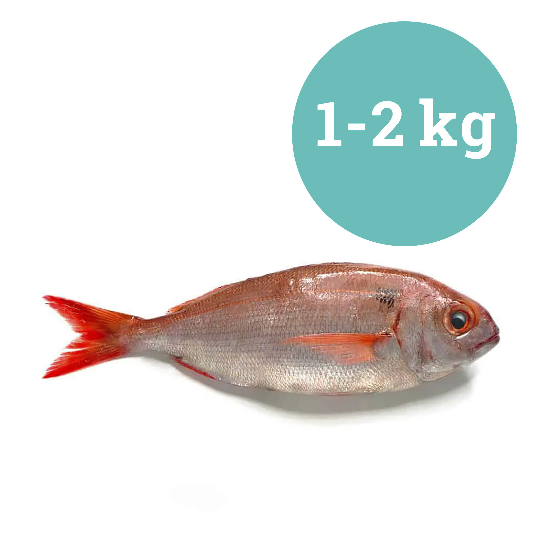 PEZZOGNA 1-2kg PESCATA