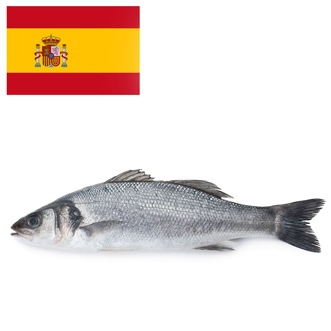 WOLFSBARSCH 1800-2600g  GEZÜCHTET SPANIEN