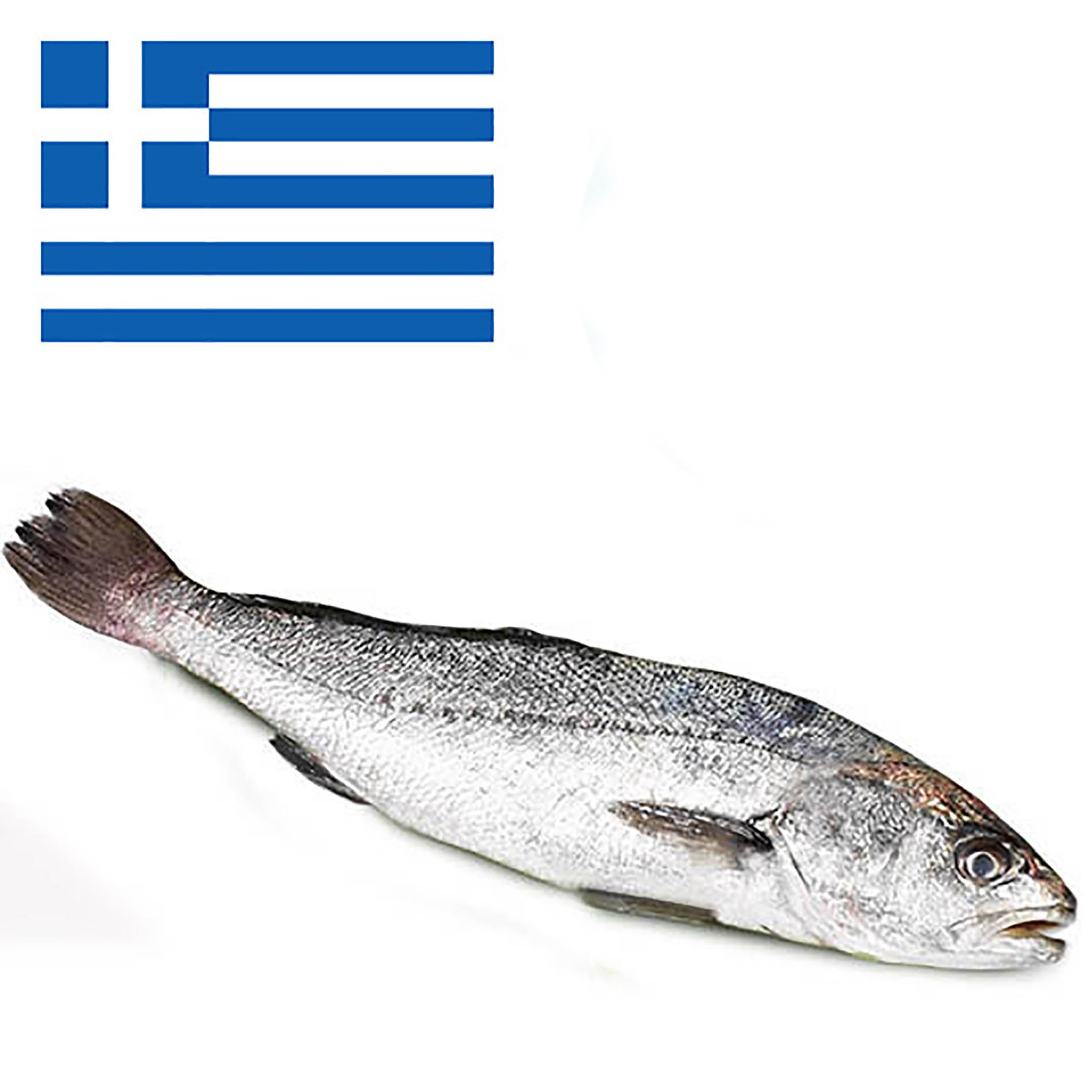 UMBERFISCH BOCCADORO GRIECHENLAND 1-2kg GEZÜCHTET