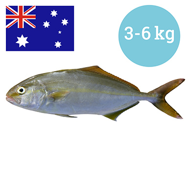 BERNSTEINFISCH ATL 10-15Kg WILDFANG
