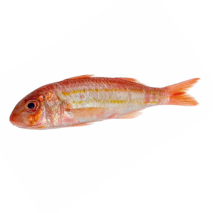 STREIFENBARBE 100-200g