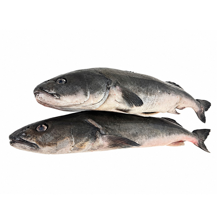 MERLUZZO CARBONARO BLACK COD 1,8-2,7kg