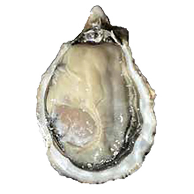 OSTRICA TARBOURIECH ITALIA N.3 - 2,25kg