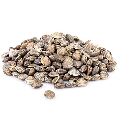 VENUSMUSCHELN LUPINI BOMBA