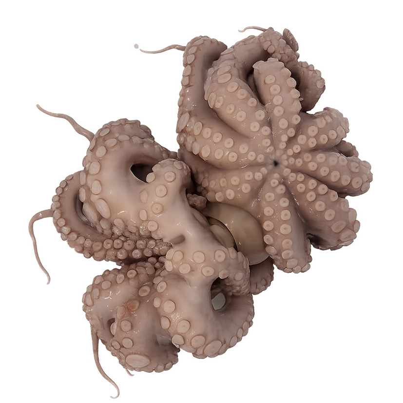 POLPO DECONG. MAROCCO T6  (800g-1200g)