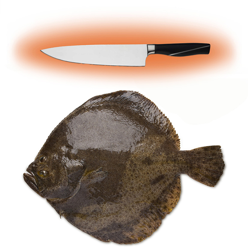 STEINBUTT CHIODATO 3 kg+ GEZÜCHTET VERARBEITET
