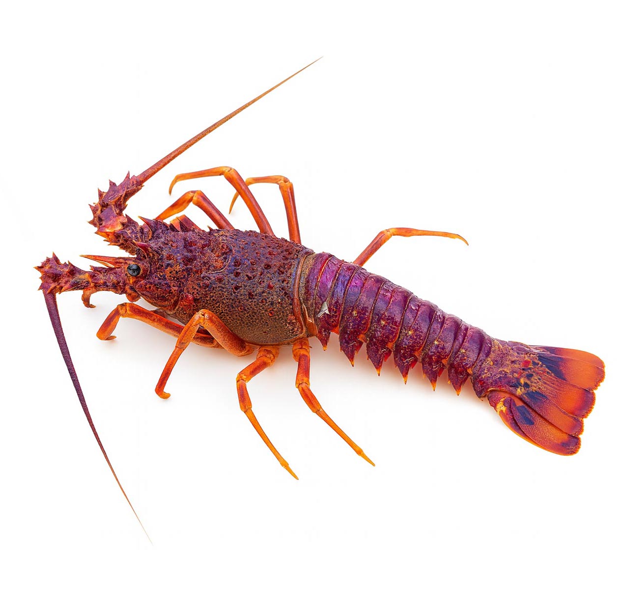 ARAGOSTA ATLANTICA 1,5-2,5kg