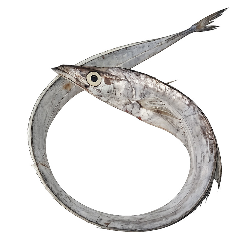 DEGENFISCH 800-1500g -Ausgenommen-