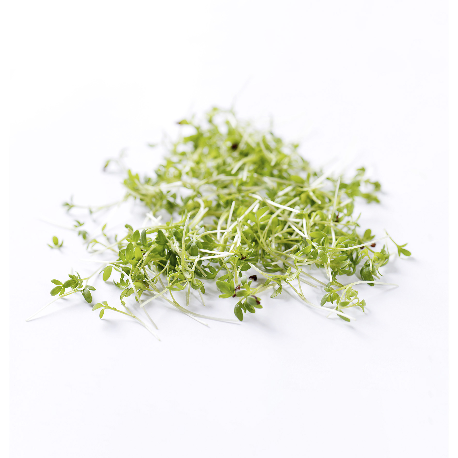ALPIN HERBS GARTENKRESSE LEPIDIUM SATIVUM 8x 150g