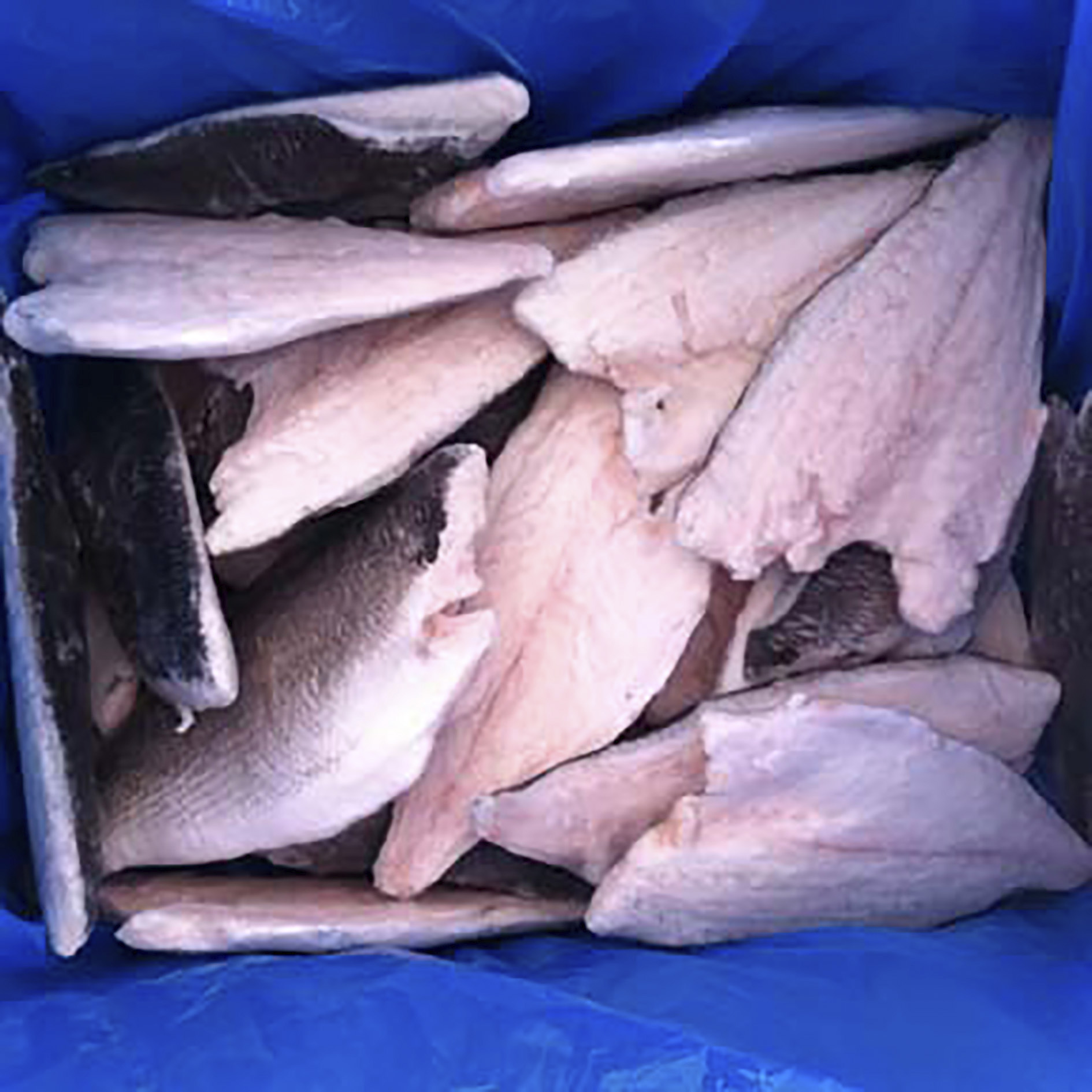 ORATA FILETTI CON PELLE 200g+ NETTO CONG.