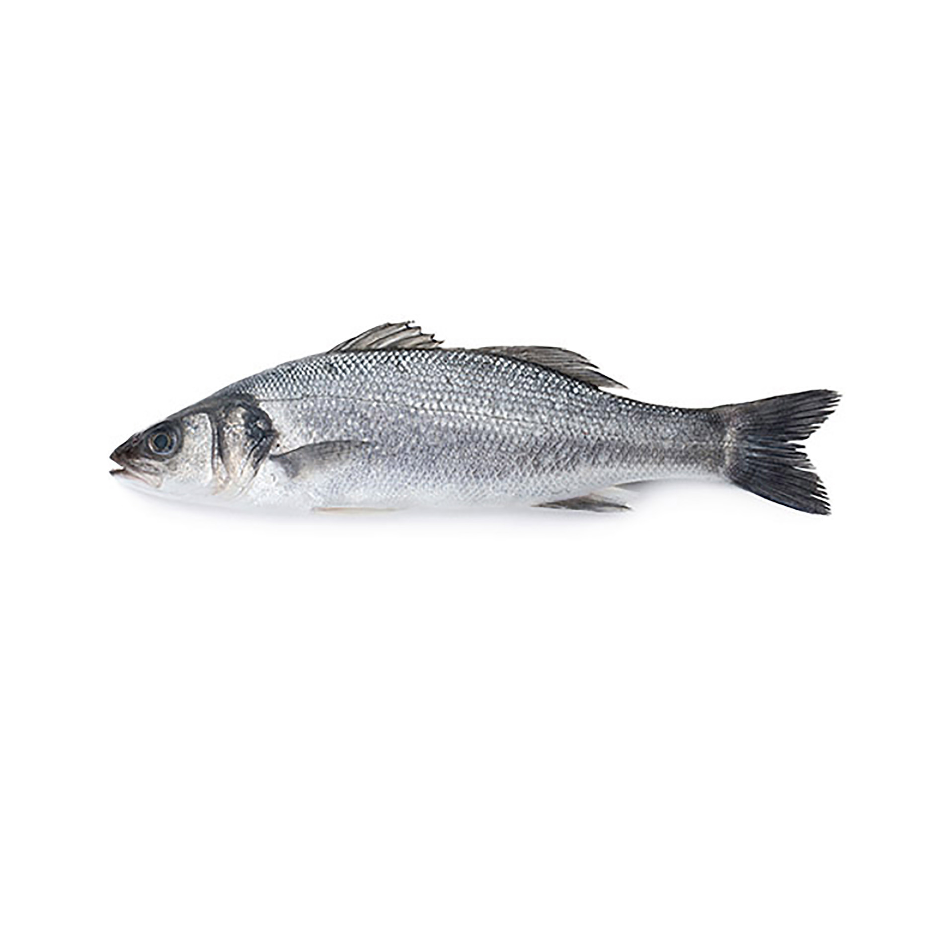 WOLFSBARSCH SPANIEN 2,5-3,5kg GEZÜCHTET