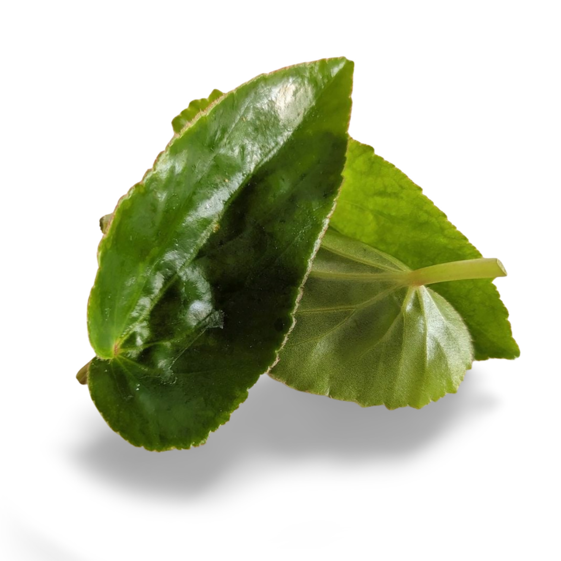 ALPIN HERBS BEGONIENBLÄTTER 25 SPITZEN 10g
