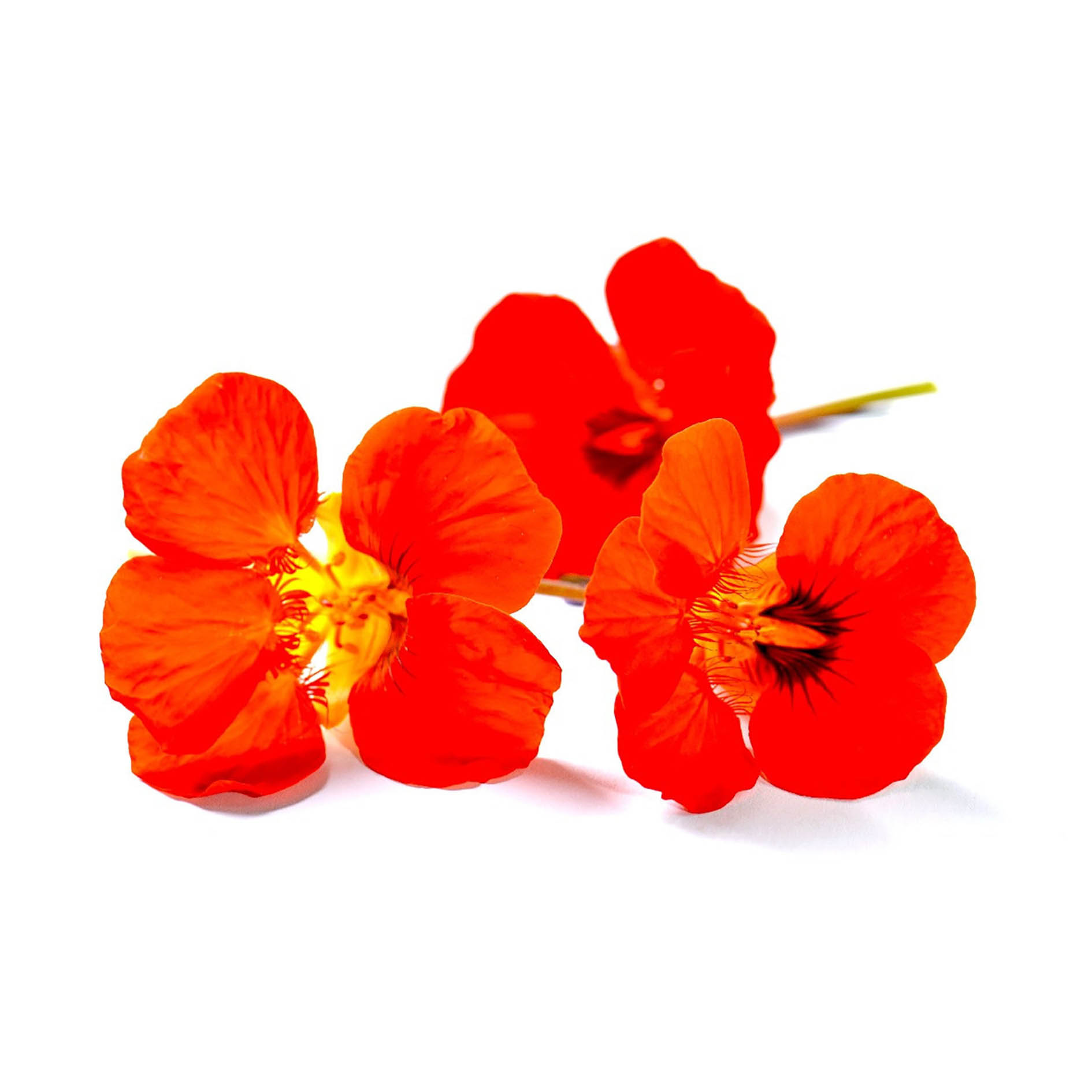 ALPIN HERBS 12 FIORI DI NASTURZIO 10g