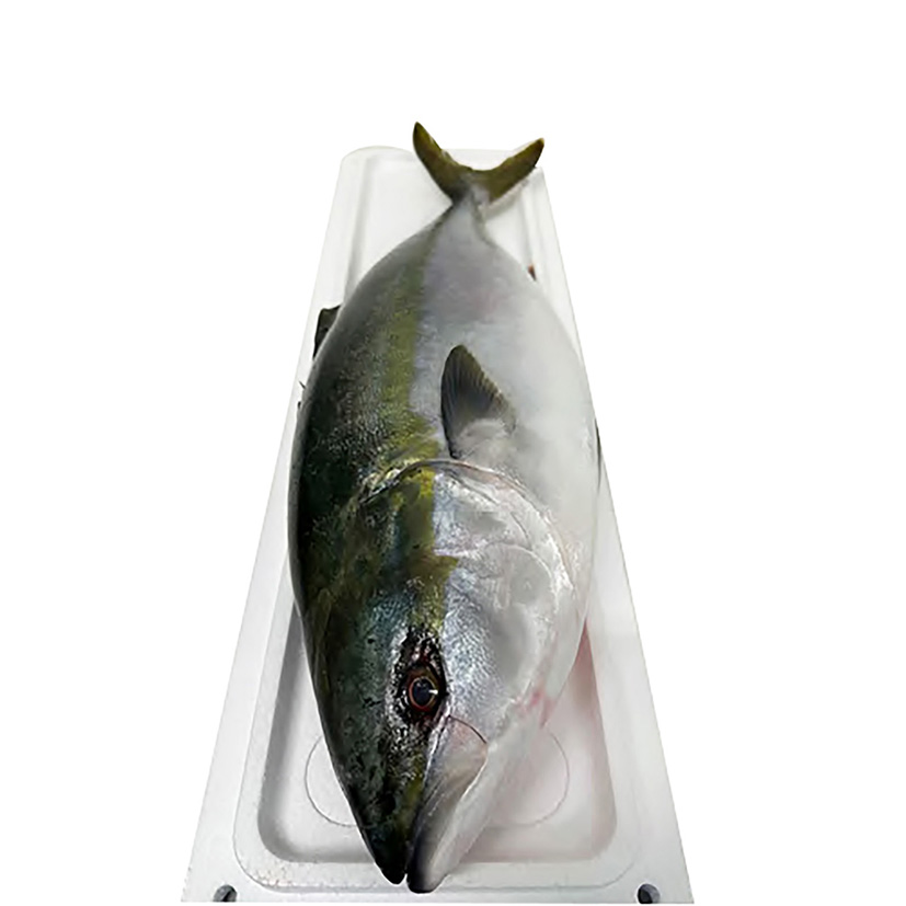 BERNSTEINFISCH PAZIFIK 4kg+'HAMACHI' GEZÜCH. JAPAN