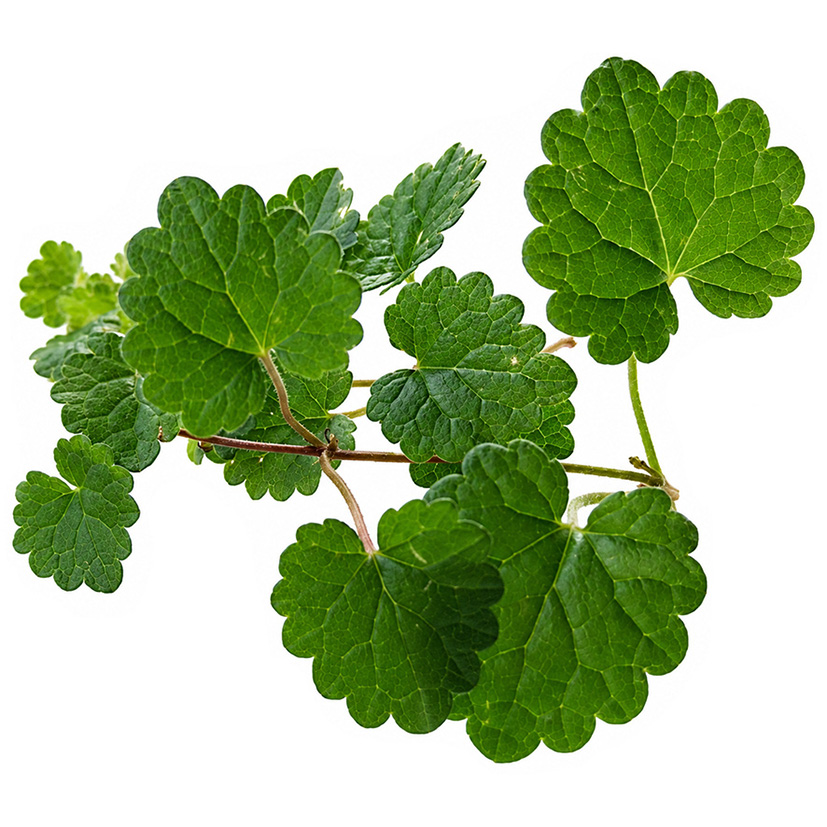ALPIN HERBS GUNDERMANN 30 BLÄTTER 10g