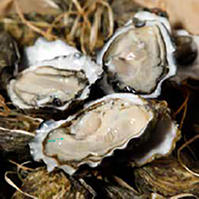 OSTRICA CONCAVA SAN TEODORO N.3 - 1x2kg