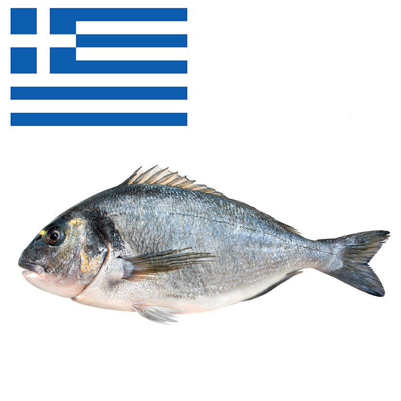 ORATA 600-800g ALLEVATA GRECIA