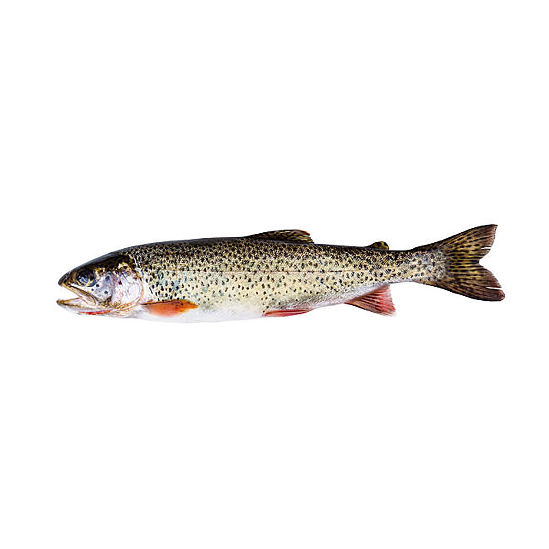 RIESEN - LACHSFORELLE 2-4kg TN