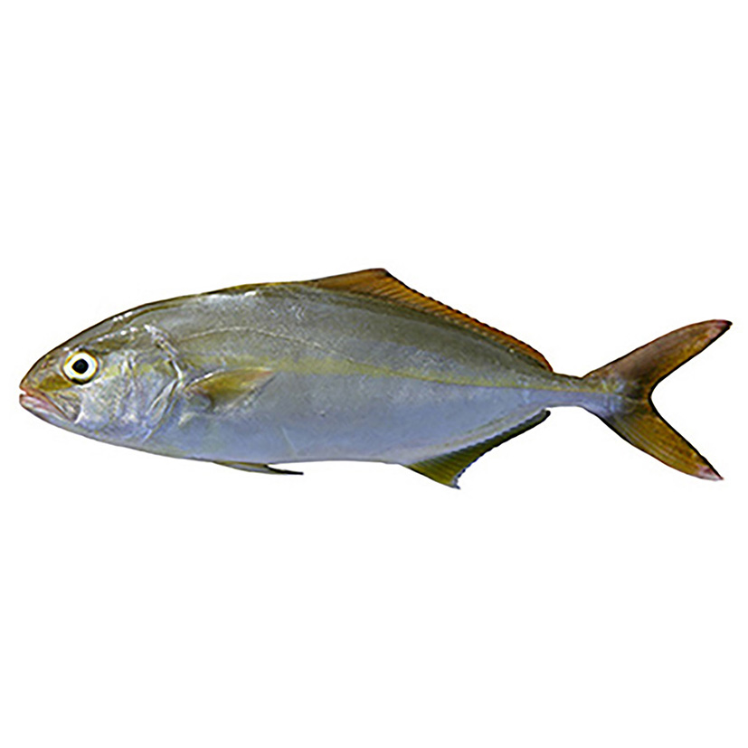 BERNSTEINFISCH GELBSCHW. 3-6kg GEZÜCHTET  HOLLAND