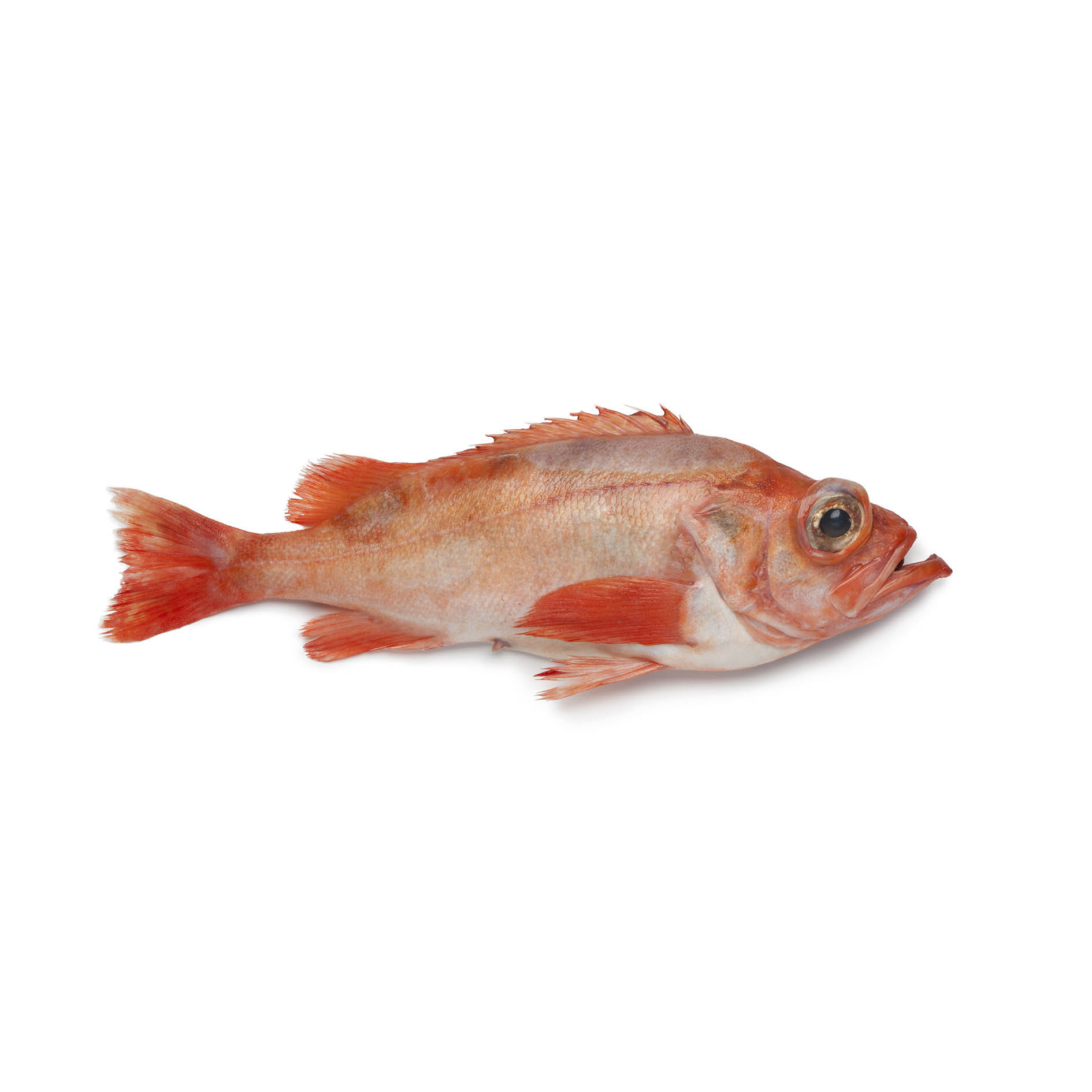 ROTBARSCH 600-1500g WILDFANG -