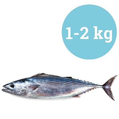 PALAMIDE BONITO MITTELMEER WILDFANG 2-4kg