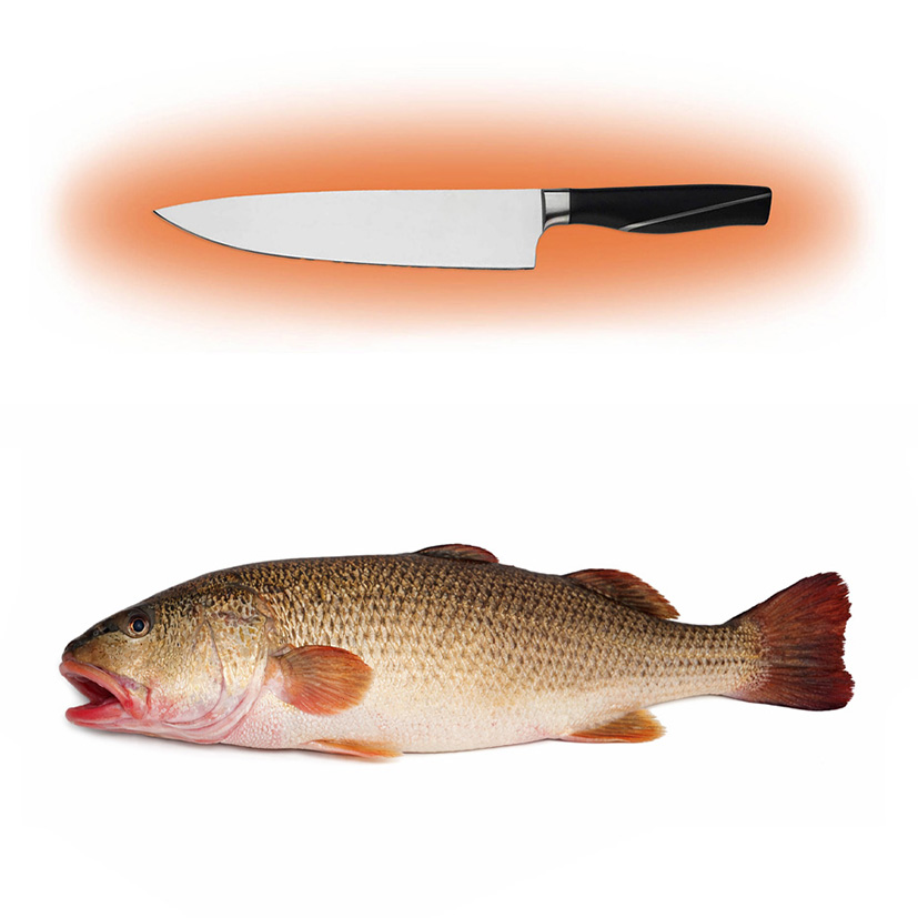 OMBRINA OCELLATA (CORBA ROSSA) LAVORATA