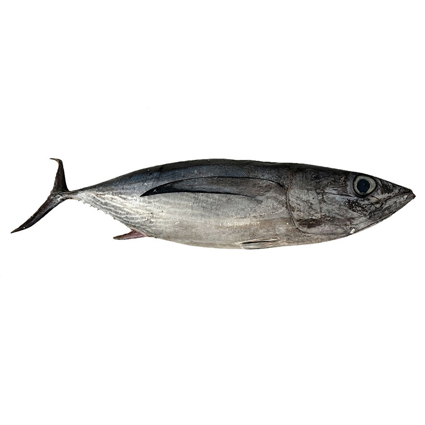 ALALUNGA (TONNO) 5-10kg