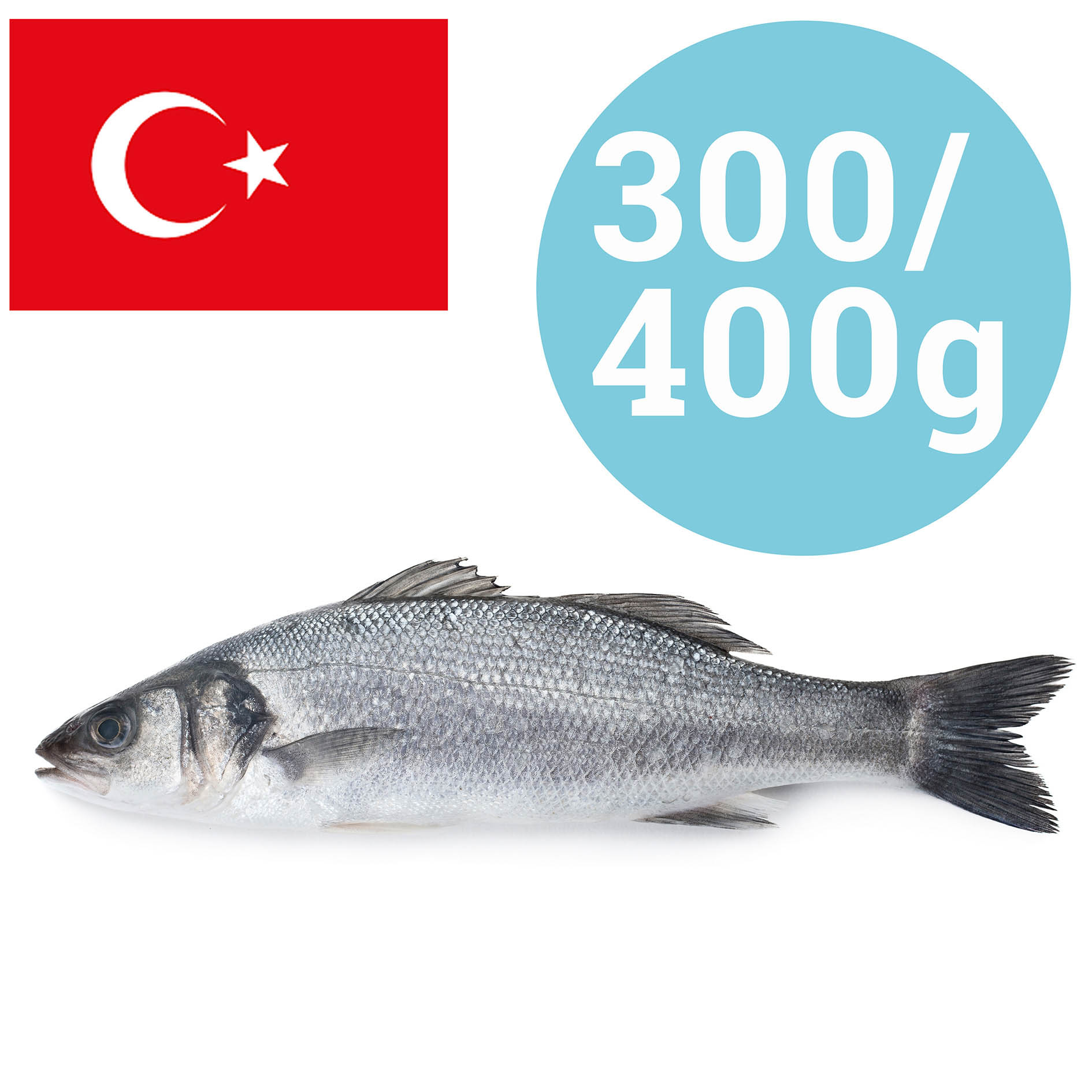 WOLFSBARSCH TÜRKEI 300-400g GEZÜCHTET