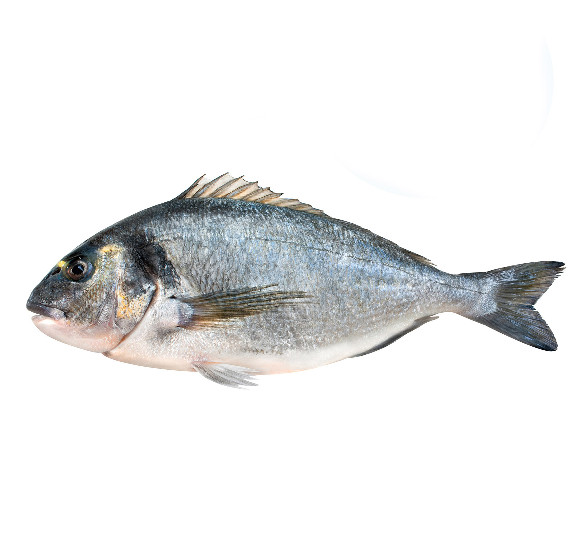ORATA TURCHIA 1-1,5 kg ALLEVATA