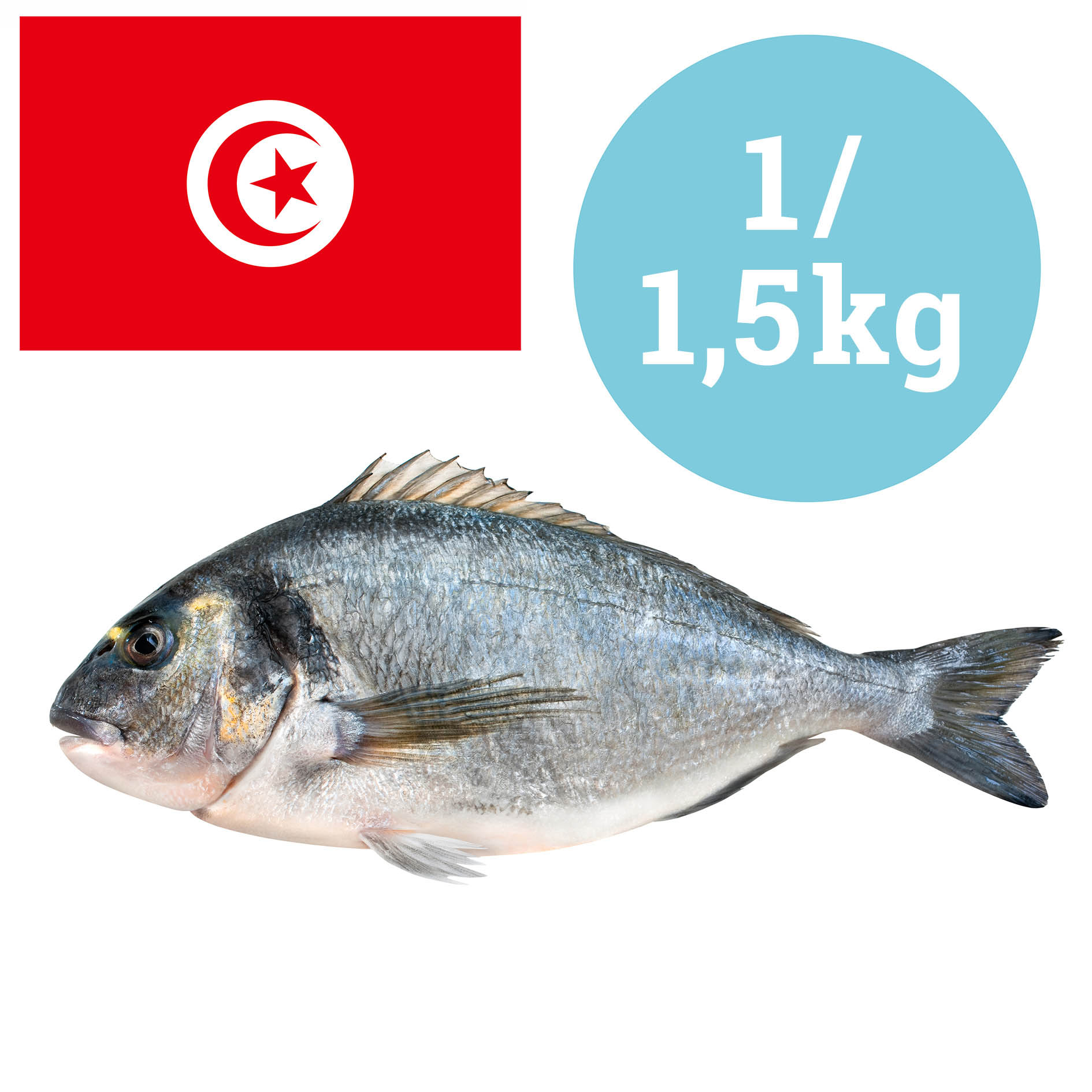 ORATA ITALIA 1-1,5kg ALLEVATA