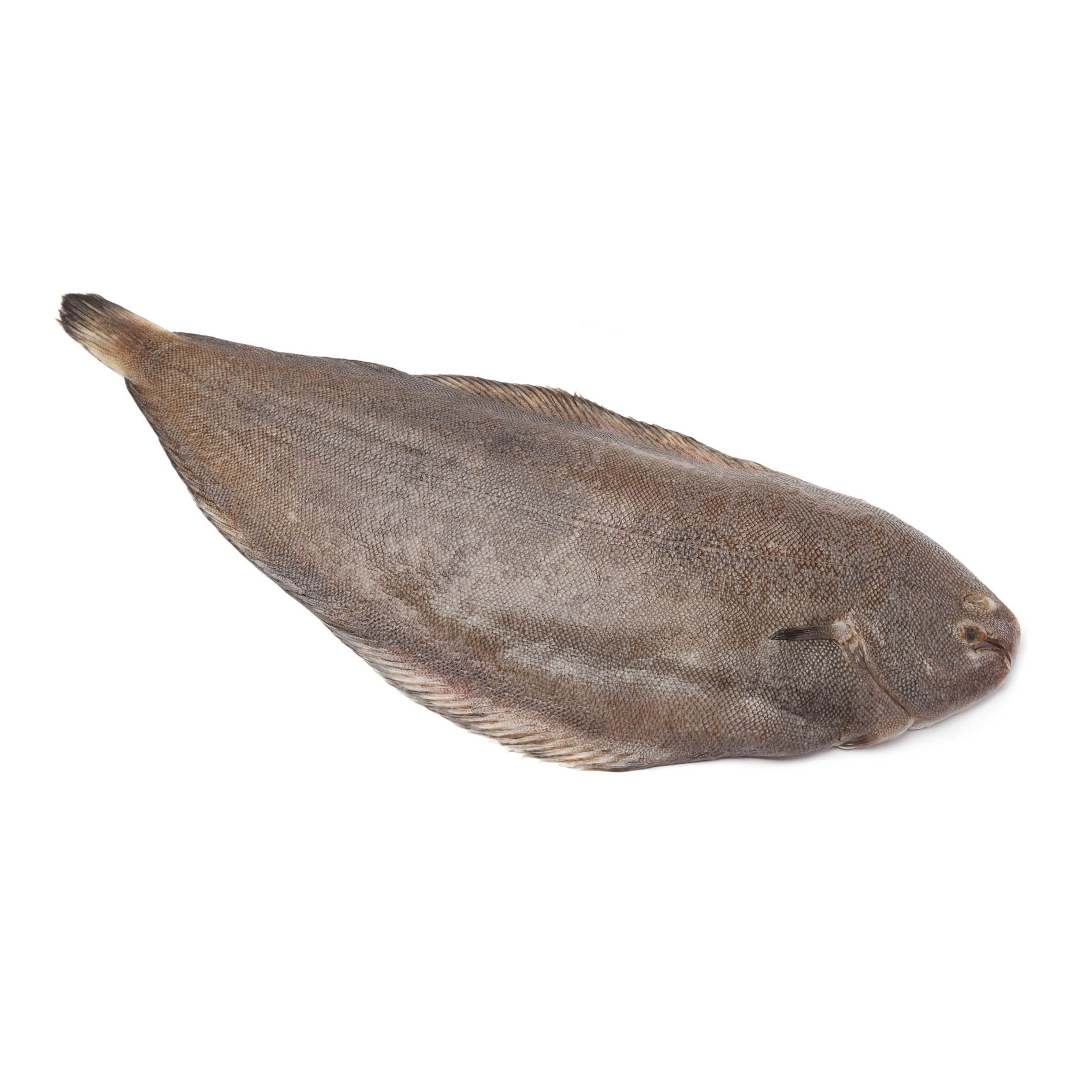 SEEZUNGE ATLANTISCH 800-1000g PORTOGALLO