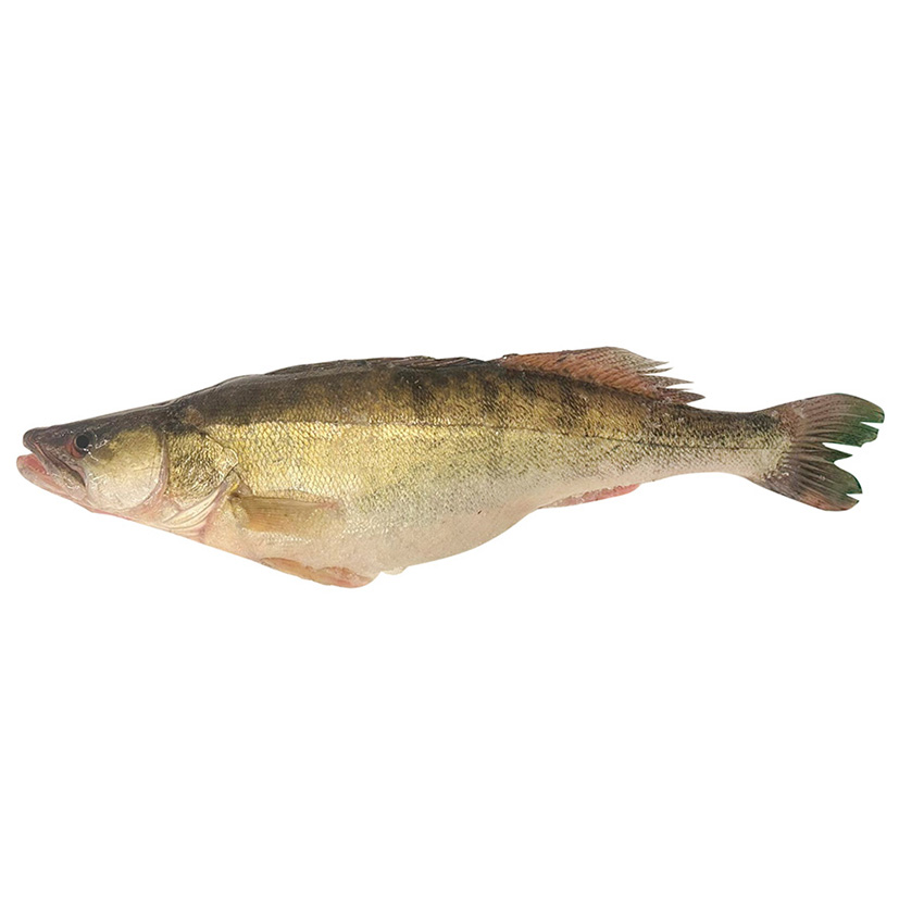 ZANDER GANZ 4kg+ ITALIEN