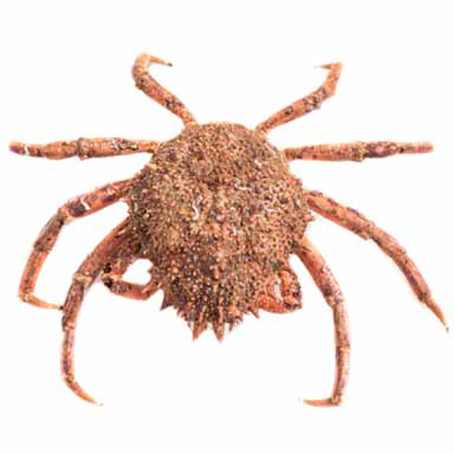 SEESPINNE LEBEND 1000g+