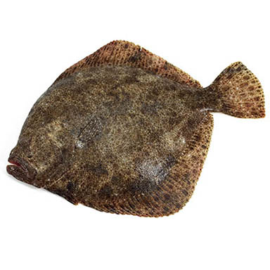 ROMBO PORTOGALLO 1,5-2 kg ALLEVATO